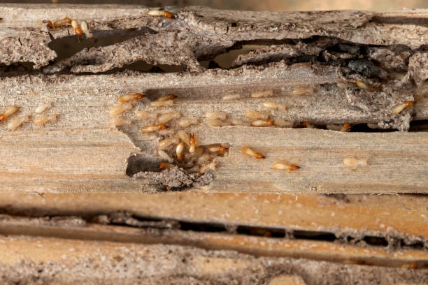 Pest Control Cost in Burlington, ND