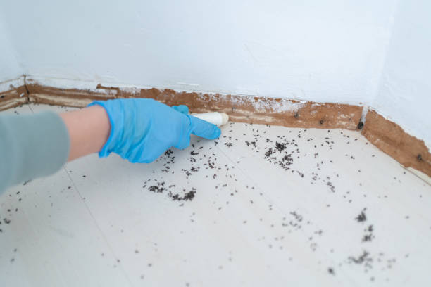 Best Local Pest Control Services  in Burlington, ND